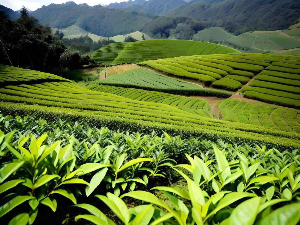 茶叶生产中的生态农业模式.jpg